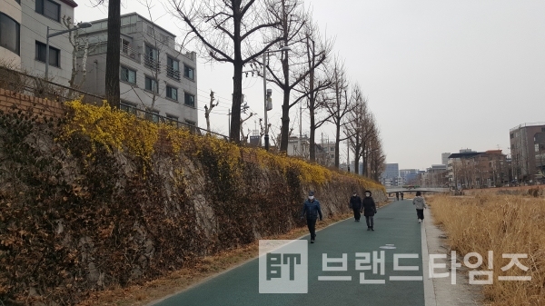 성북천에 활짝핀 개나리 꽃, 이 번주가 지나면 잎이 나고 꽃은 사라질듯