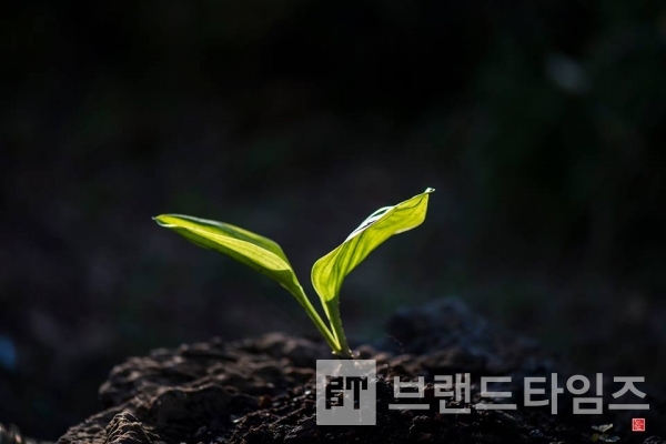 봄의 시원, 길섶나그네 제주 / 사진제공 : TSPO신특수사진연구소