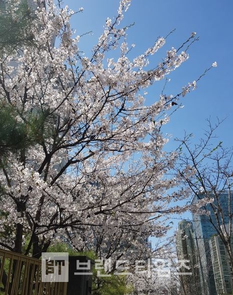 봄이 오는 도시풍경