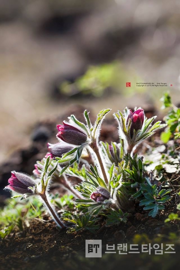 할미꽃 (Korean pasque flower)_ 사진제공 : TSPO신특수사진연구소