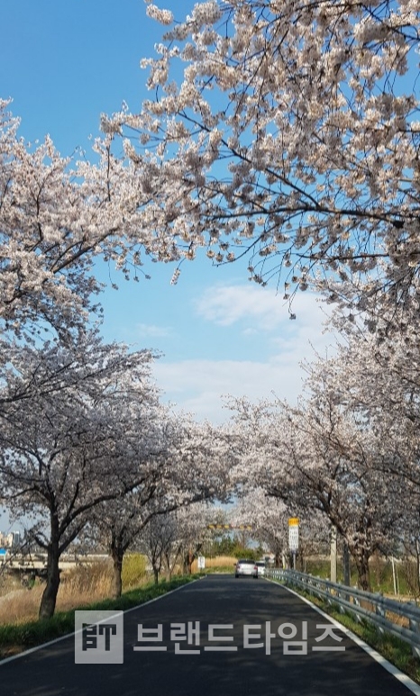 전주시 덕진구 고잔마을인근 만경강뚝방길 모습(4월초)