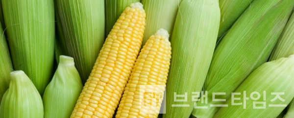 괴산대학찰옥수수 /자료=대학찰옥수수 정보화마을