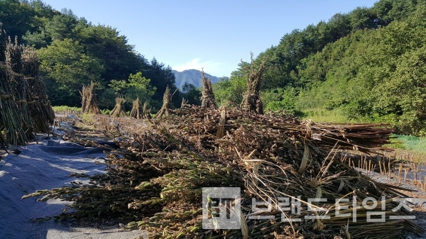 산속에서 무공해로 자란 참깨 수확 현장/사진=브랜드타임즈