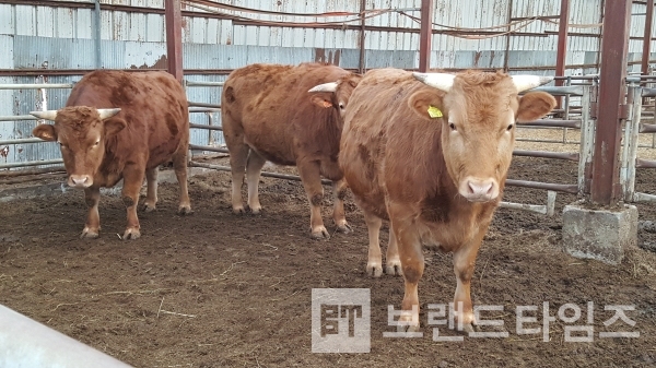 횡성군 축산농가에서 자라고 있는 횡성축협한우®/사진=브랜드타임즈®