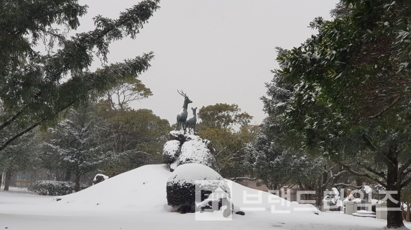 제주대학교 상징 동물 사슴이 한라산을 바라보고 있다/사진제공=제주대학교 고희철박사