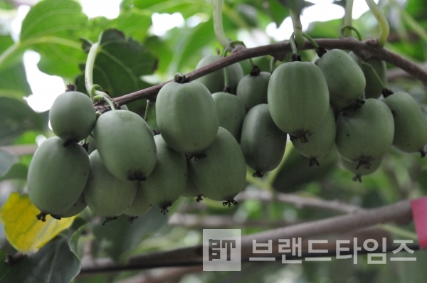 원주시농업기술센터 품종 통상실시권 다래 청연/사진제공=원주시농업기술센터