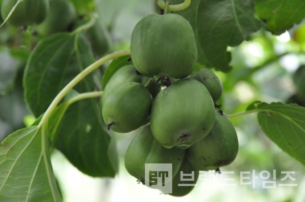 원주시농업기술센터 품종 통상실시권 다래 대보/사진제공=원주시농업기술센터