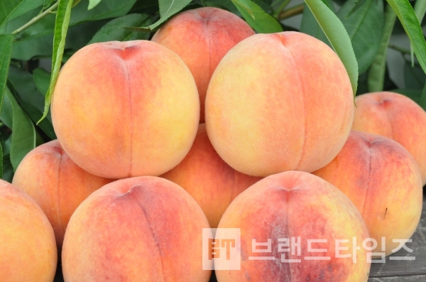 원주시농업기술센터 품종 통상실시권 복숭아 원미황도/사진제공=원주시농업기술센터