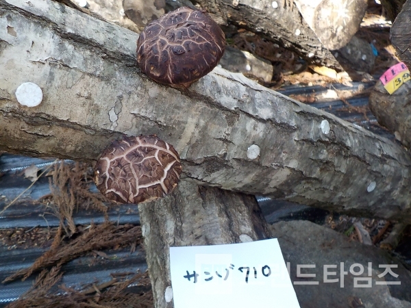 대한민국 최초로 국산 표고버섯 품종으로 일본에 최초 품종등록 출원을 한 ‘산조710호’/사진=산림조합중앙회