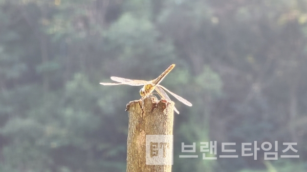 강원도 횡성군 갑천면 매일3리 점심/사진=브랜드타임즈