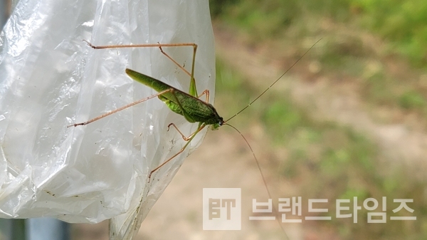 내가 여치다/사진=브랜드타임즈