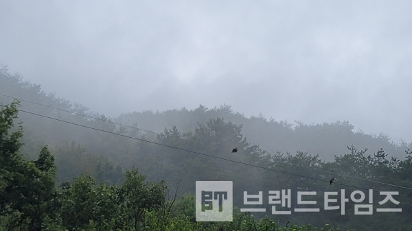 비가 내린 후에 찾아온 안개와 비둘기/사진=브랜드타임즈