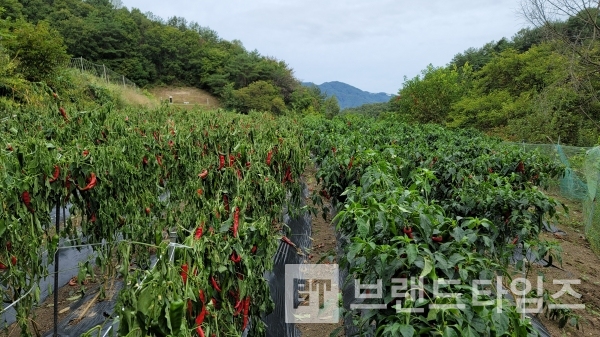 왼쪽의 가을 고추와 오른쪽의 여름 고추/사진=브랜드타임즈