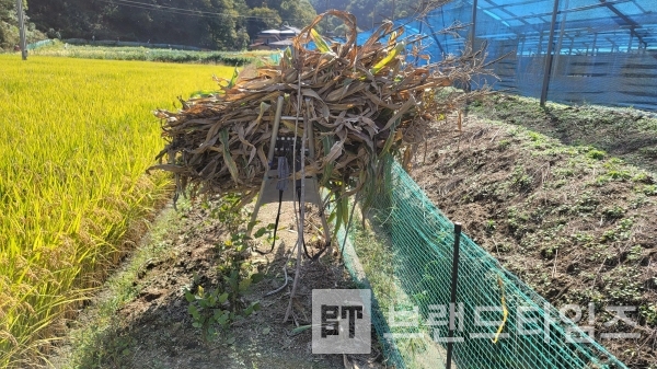 논두렁처럼 좁은 길에서는 지게가 최고 운반수단/사진=브랜드타임즈®