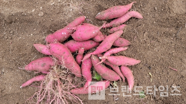 너무도 아름다운 고구마 색깔/사진=브랜드타임즈®