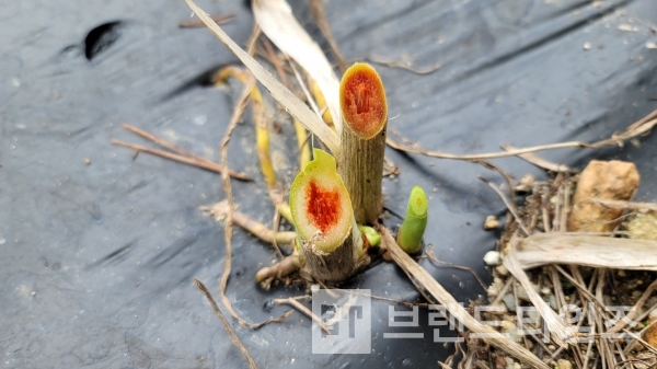 전래동화 “해와 달이 된 오누이” 또는 “해님 달님”도 사진=브랜드타임즈®