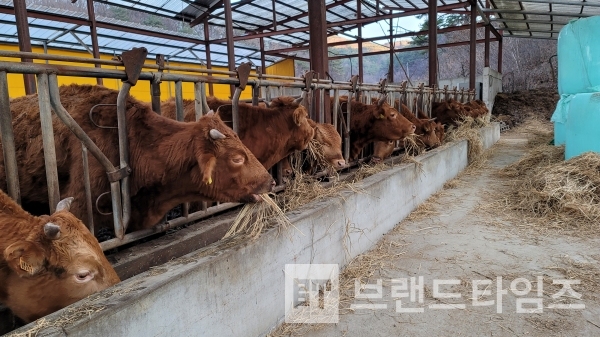 사료 먹고 간식 시간, 볏짚 씹는 소리가 맛있게 들린다/사진=브랜드타임즈