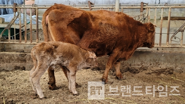 무서운 한파의 밤을 잘 넘기고 맞은 크리스마스/사진=브랜드타임즈