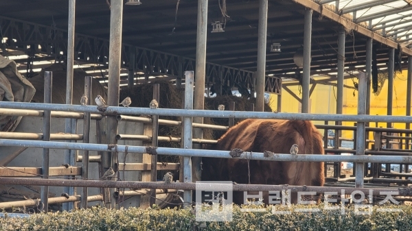 참새와 횡성한우/사진=브랜드타임즈