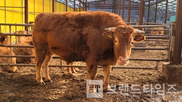 거세 횡성한우, 2019년 6월 17일 탄생, 2022년 1월 2일 이별/사진=브랜드타임즈