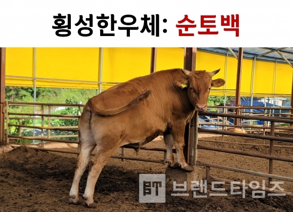 횡성한우체와 횡성한우/사진=브랜드타임즈®/편집=브랜드타임즈®