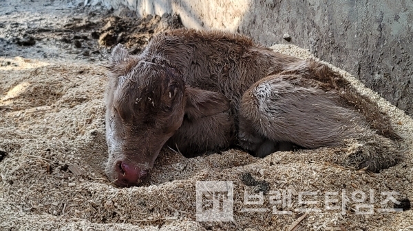 토요일 아침에 일어나 보니 영하 10도의 날씨에 횡성한우 송아지가 태어나 있었다/사진=브랜드타임즈