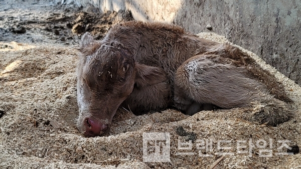 토요일 아침에 일어나 보니 영하 10도의 날씨에 횡성한우 송아지가 태어나 있었다/사진=브랜드타임즈