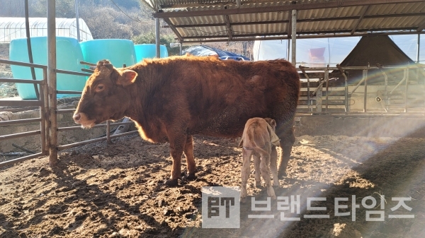 새끼를 잃고 하루 종일 울면서 슬퍼하던 어미소에게 다른 소한테서 태언난 송아지가 젖을 빨고 있다/사진=브랜드타임즈