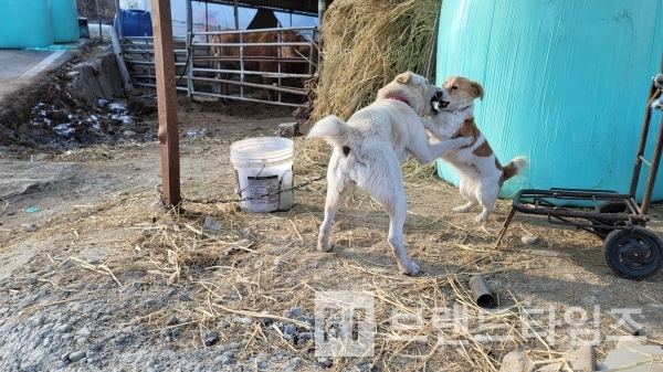 우리 싸우는 거 아니에요. 최고로 재미있게 놀고 있는 거에요/사진=브랜드타임즈