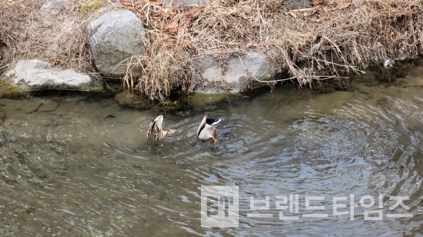 청둥오리의 수중발레/사진=브랜드타임즈