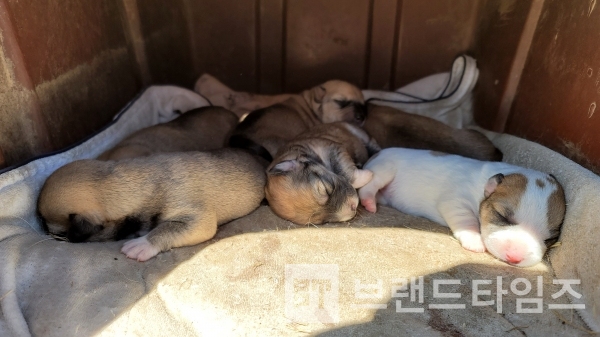 생후 9일 강아지. 아직 앞이 안 보여요/브랜드타임즈