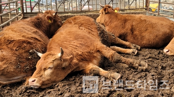 누가 보면 죽은 줄 알겠네/사진=브랜드타임즈®