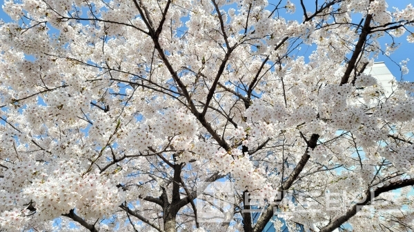 봄에는 빠질 수 없는 벗꽃/사진=브랜드타임즈