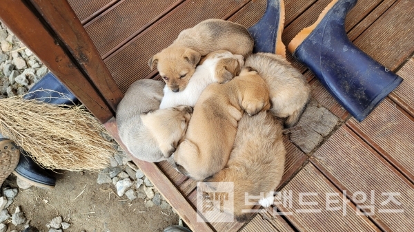 강아지 여섯 형제/사진=브랜드타임즈