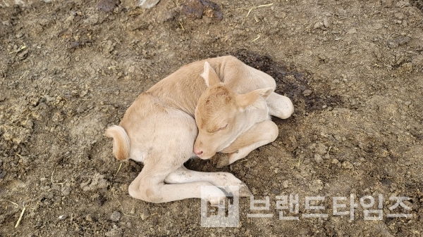 새로운 생명의 탄생, 횡성한우/사진=브랜드타임즈