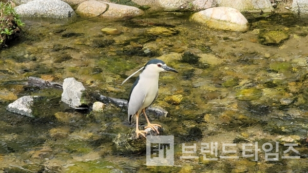 성북천의 새/사진=브랜드타임즈