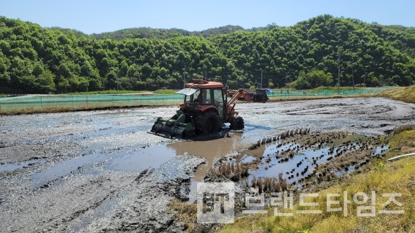 모를 심기 전에 트렉터로 논을 정리하다/사진=브랜드타임즈