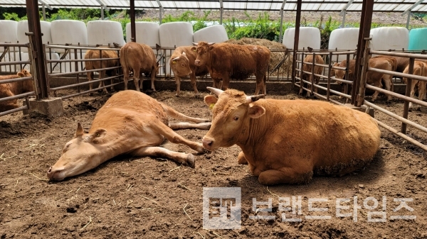 횡성한우의 낮잠/사진=브랜드타임즈