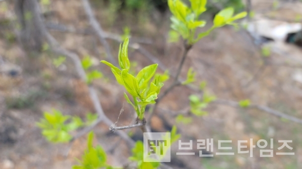 대추나무 잎이 피었습니다/사진=브랜드타임즈®