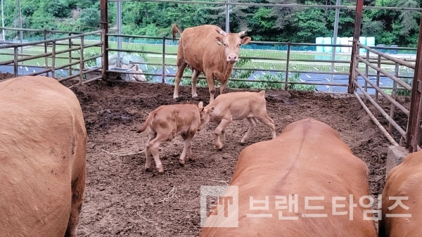 1개월도 안 된 횡성한우 송아지 두 마리의 서열 싸움/사진=브랜드타임즈®