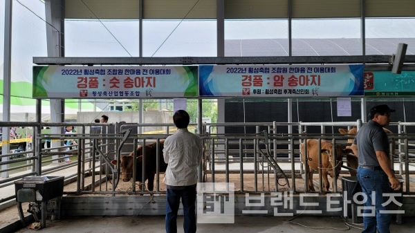 경품으로 후원 된 횡성한우 수송아지와 암송아지 사진=브랜드타임즈®