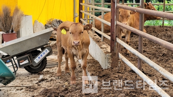 2022년 05년 25일 탄생한 횡성한우 황송아지/시진=브랜드타임즈®