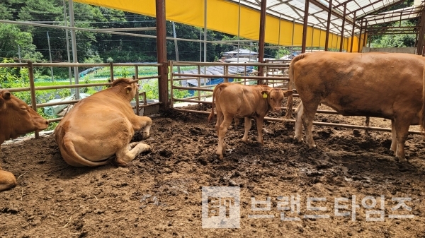 2022년 05년 25일 탄생한 횡성한우 황송아지/시진=브랜드타임즈®