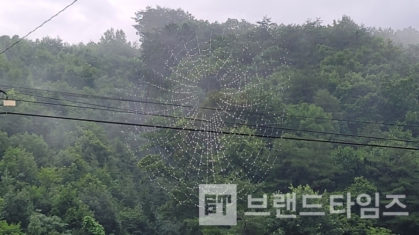 곤충에게 치명적인 공포의 거미줄/사진=브랜드타임즈