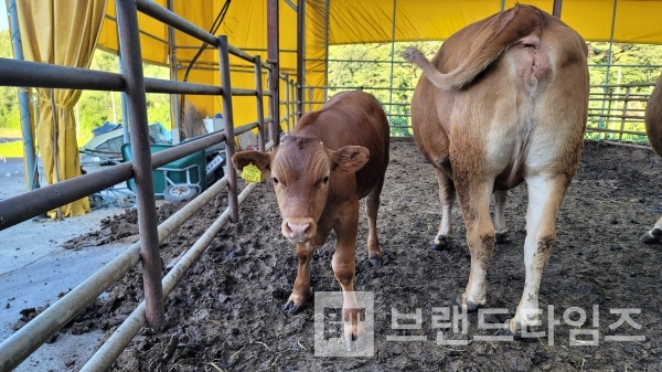 무럭무럭 자라고 있는 횡성한우 황송아지/사진=브랜드타임즈