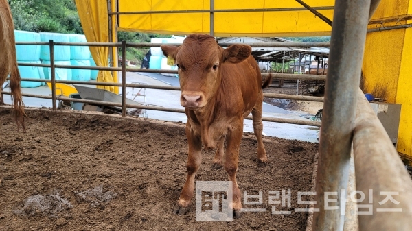 태어난지 3개월 조금 넘은 횡성한우 황송아지/사진=브랜드타임즈