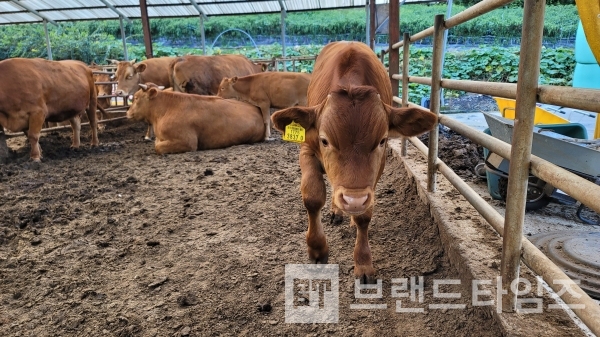 하루가 다르게 쑥쑥 크고 있는 횡성한우 황송아지/사진=브랜드타임즈