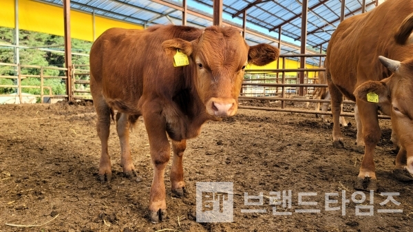 4개월 된 횡성한우 수송아지/사진=브랜드타임즈®