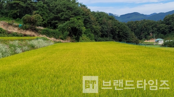 황금색으로 물들어 가고 있는 들녘/사진=브랜드타임즈