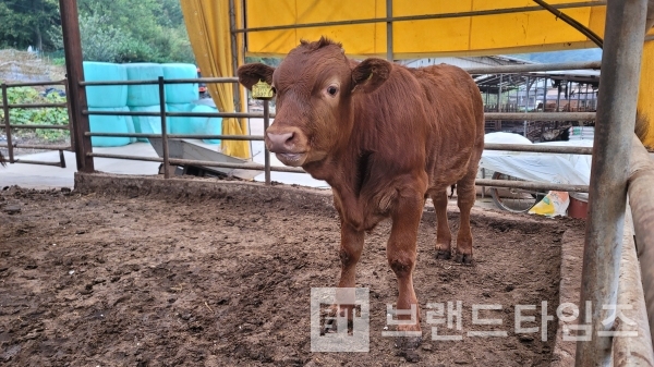 어린 횡성한우의 가을/사진=브랜드타임즈